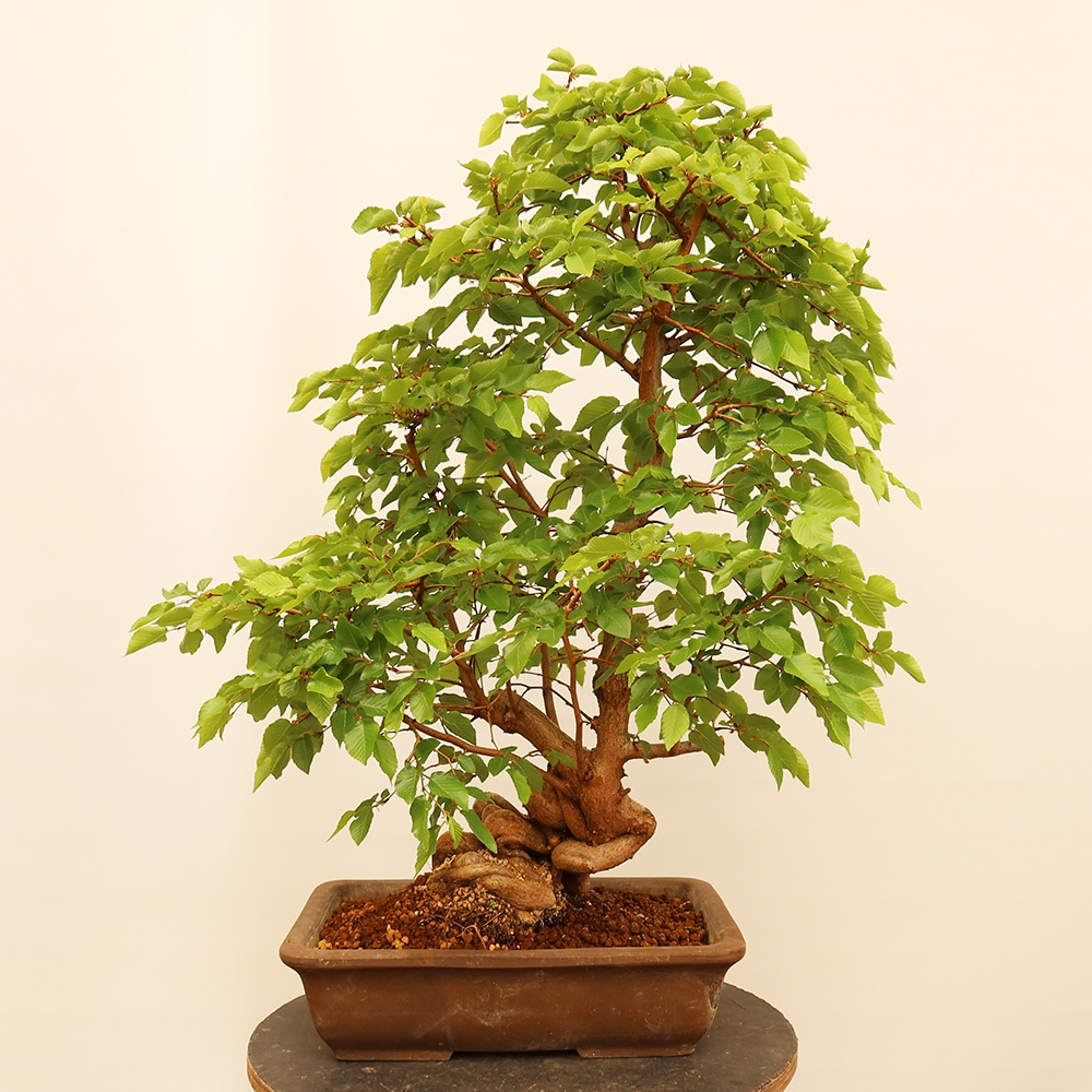 Bonsai im Freien - Carpinus Coreana - Koreanische Hainbuche