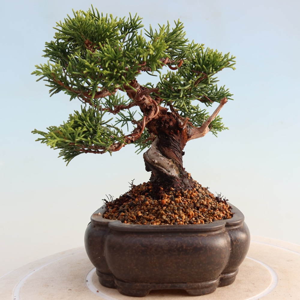 Outdoor bonsai - Juniperus chinensis Itoigawa - Chinese juniper