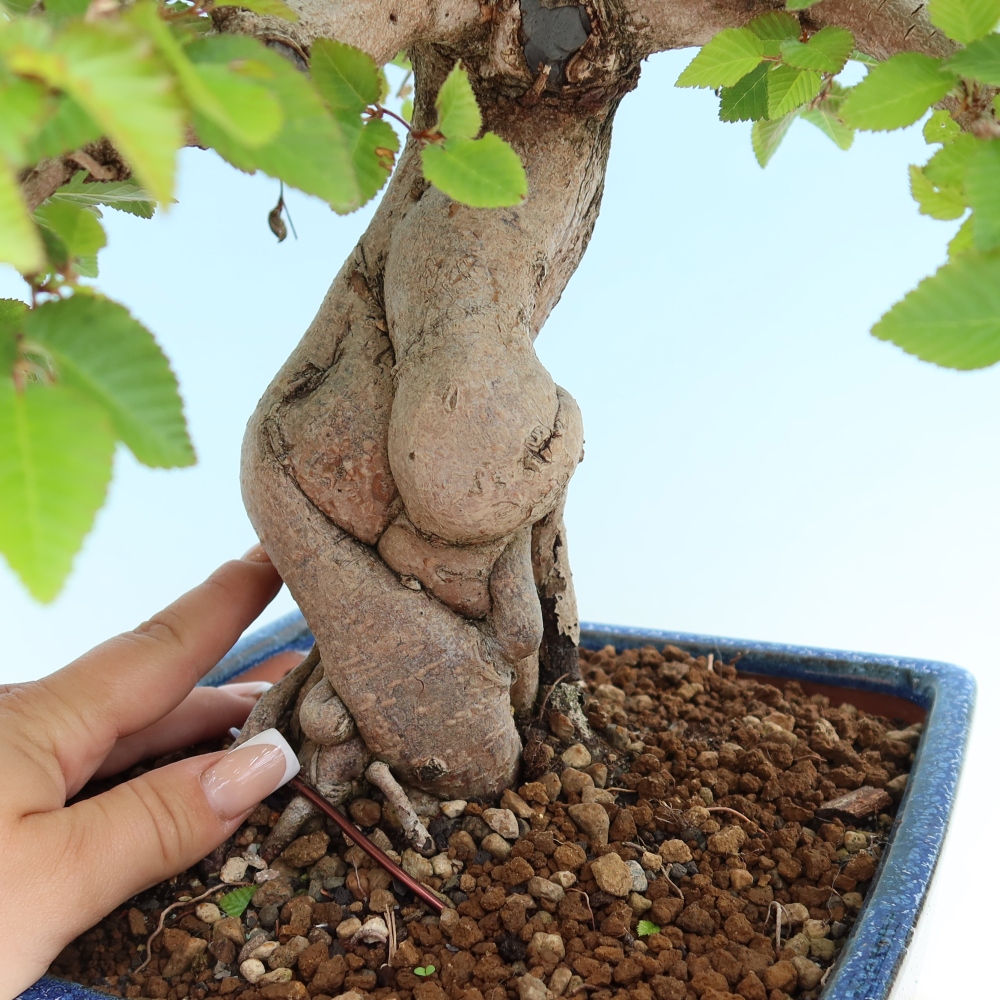 Bonsai für draußen - Karpinus Coreana - Koreanische Hainbuche