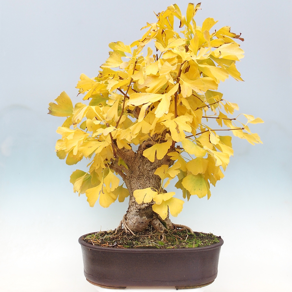 Bonsai im Freien - Jinan biloba - Ginkgo biloba