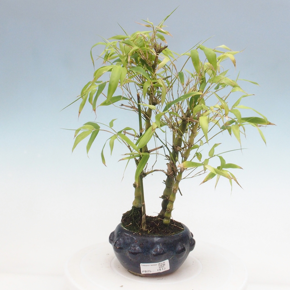Zimmerbonsai - Bambus-Buddha-Bambus-Buddha-Bauch