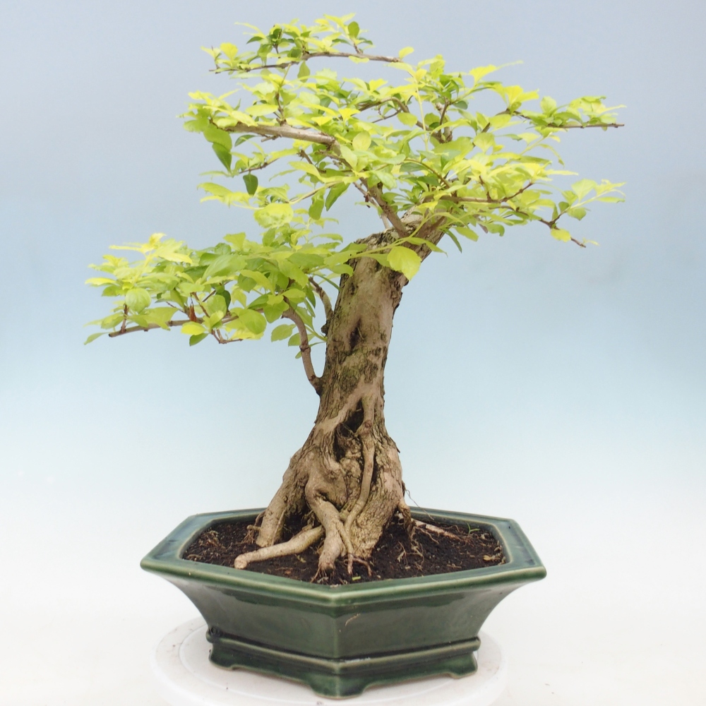 Zimmerbonsai - Duranta erecta Aurea