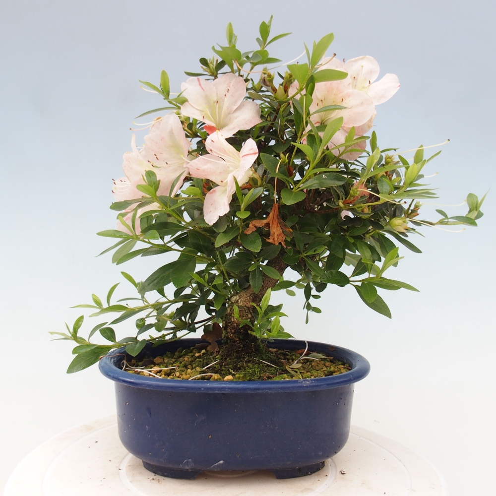 Bonsai im Freien - Japanische Azalee - Azalea Asazakura
