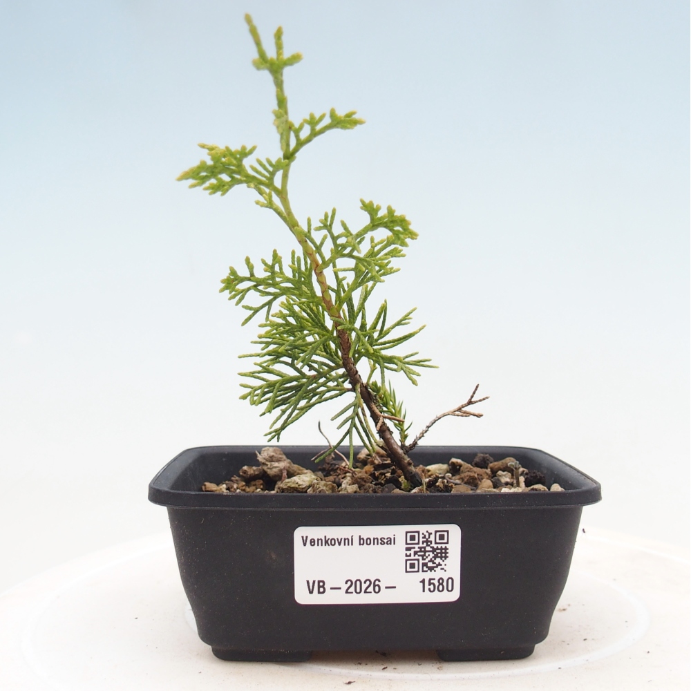 Bonsai für draußen - Juniperus chinensis Itoigawa