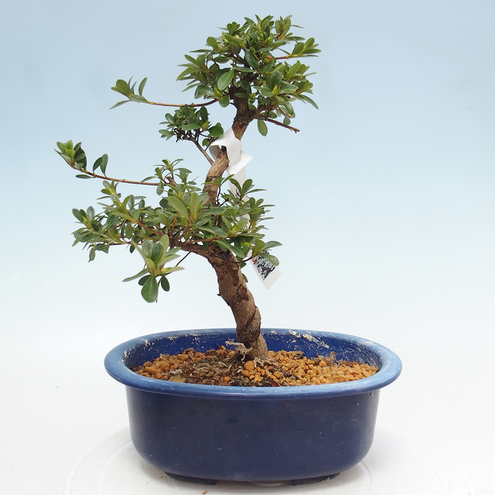 Bonsai für draußen - Japanische Azalee - Azalee Asahi-no-izumi