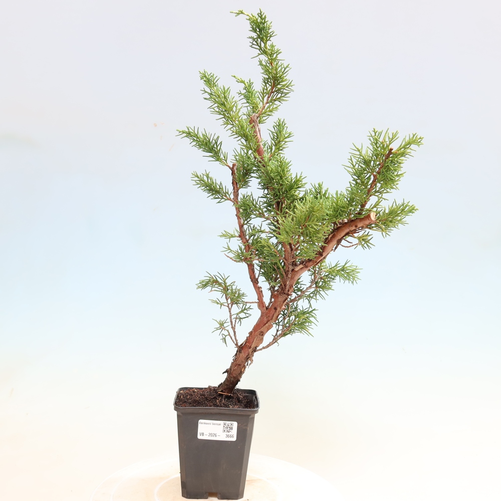 Bonsai für draußen - Juniperus chinensis Kishu