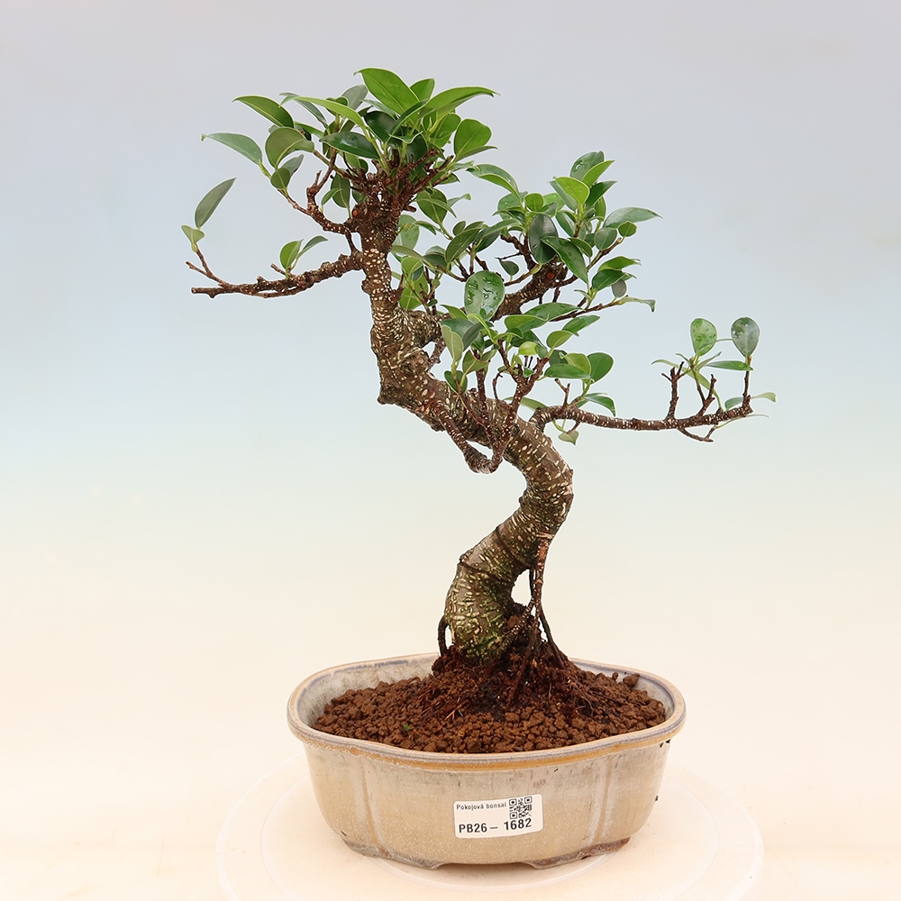 Zimmerbonsai - Ficus retusa - Kleinblättriger Ficus