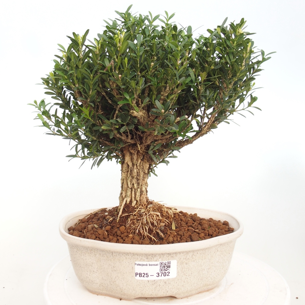 Innenbonsai - Buxus harlandii - Korkbuchsbaum