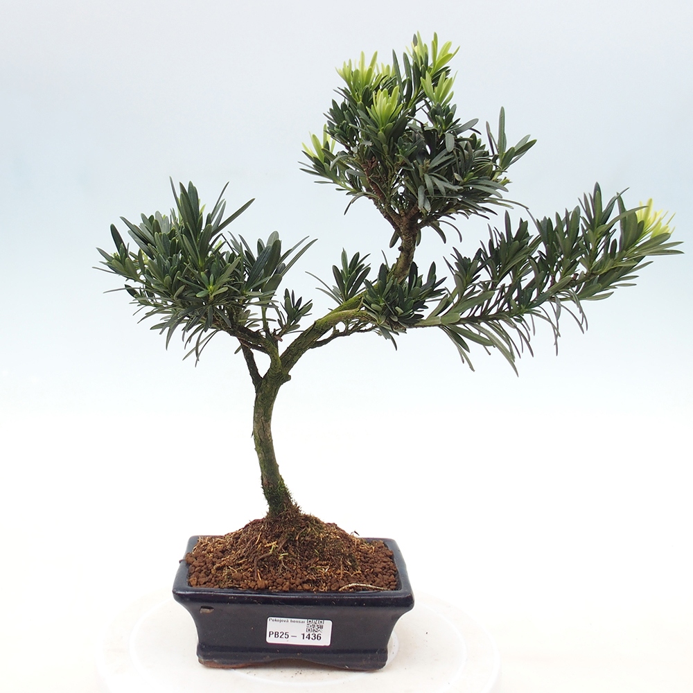 Indoor-Bonsai - Podocarpus - Stein tausend