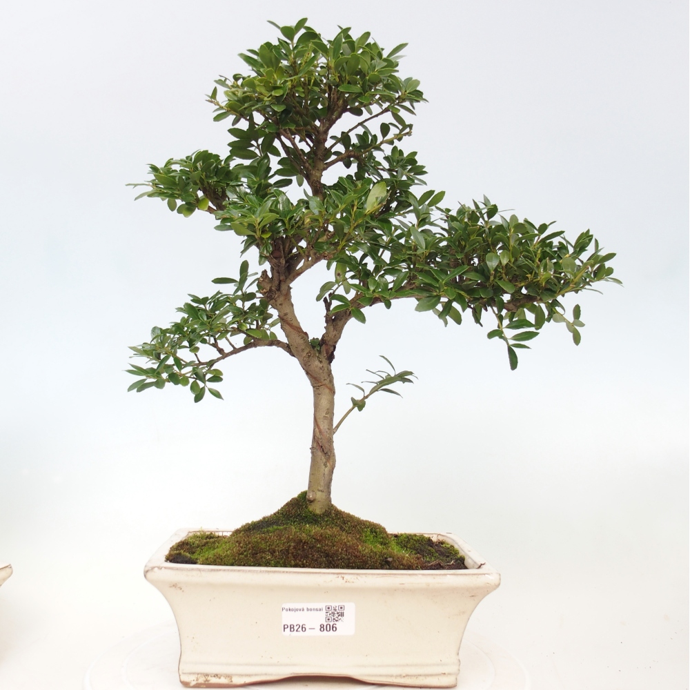 Zimmer Bonsai - Ilex crenata - Stechpalme