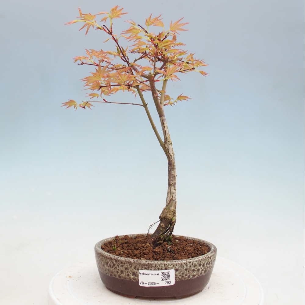 Spitzahorn - Acer palmatum Beni Tsukasa