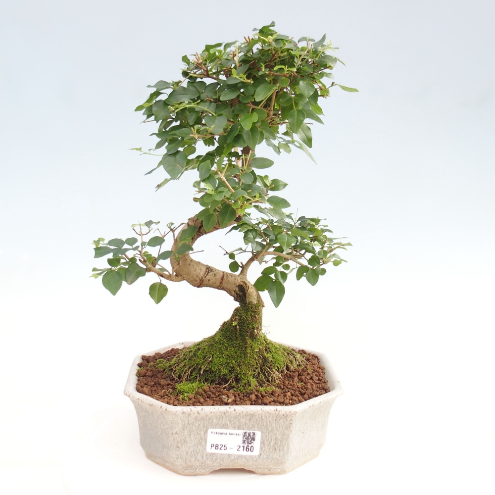 Indoor Bonsai -Ligustrum chinensis - Vogelschnabel