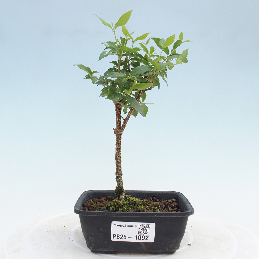 Zimmerbonsai - Malpighia coccigera - Barbdor-Kirsche