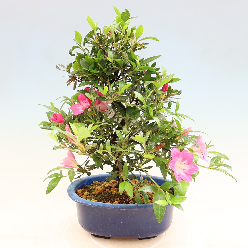 Bonsai für draußen - Japanische Azalee - Azalee Reiko