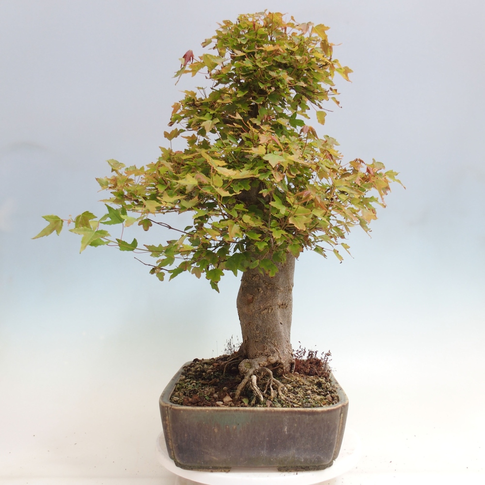 Bonsai im Freien - Ahorn Buergerianum - Burger Maple