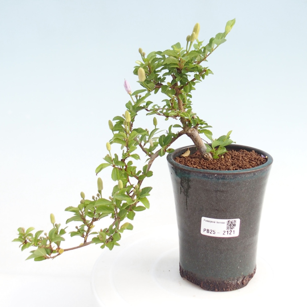 Zimmerbonsai - Grewia occidentalis - Lavendelstern