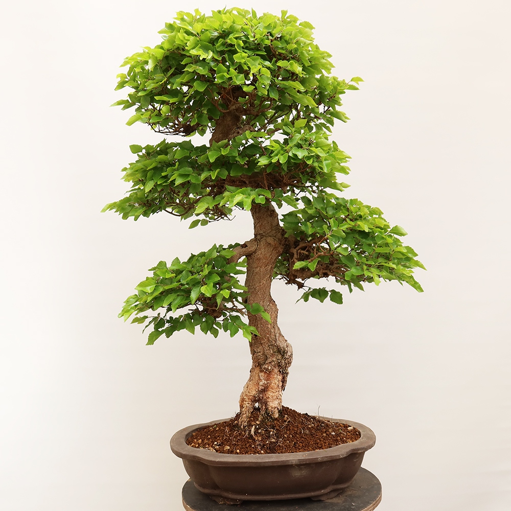 Bonsai im Freien - Carpinus Coreana - Koreanische Hainbuche
