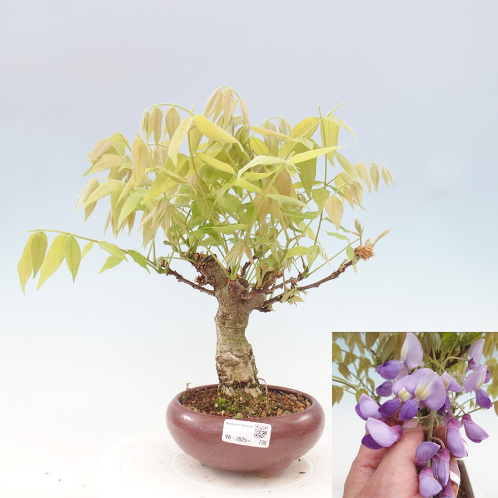 Bonsai im Freien - Wisteria floribunda - Wisteria floribunda