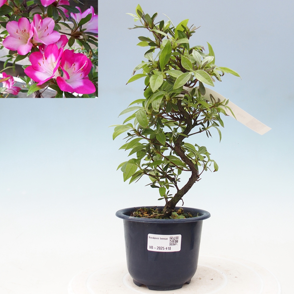 Bonsai im Freien - Japanische Azalee - Azalea Reiko