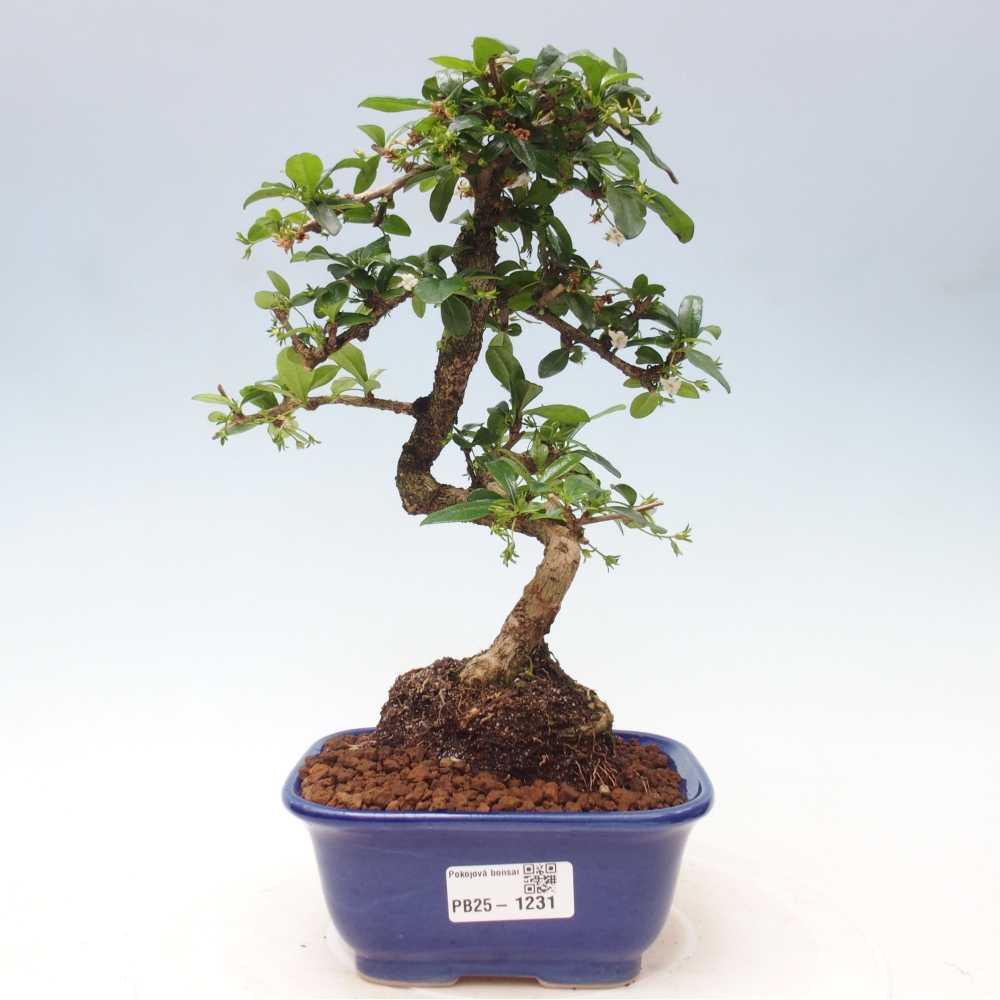Zimmerbonsai - Carmona Macrophylla - Fuki-Tee