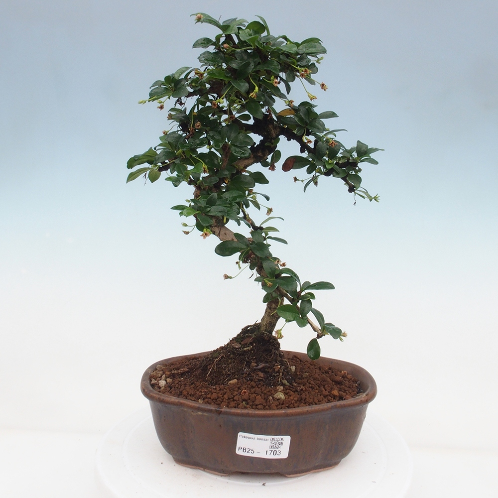 Zimmer Bonsai - Carmona macrophylla - Tea Fuki