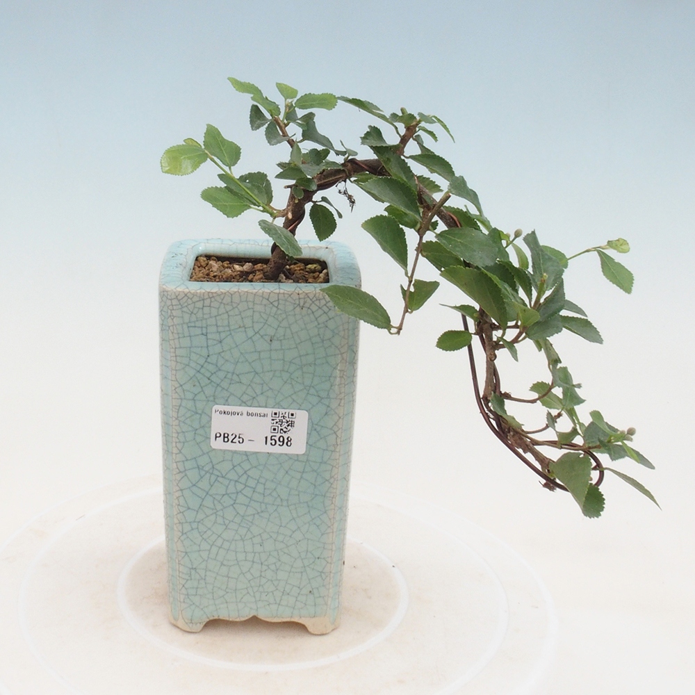 Zimmerbonsai - Grewia occidentalis - Lavendelstern