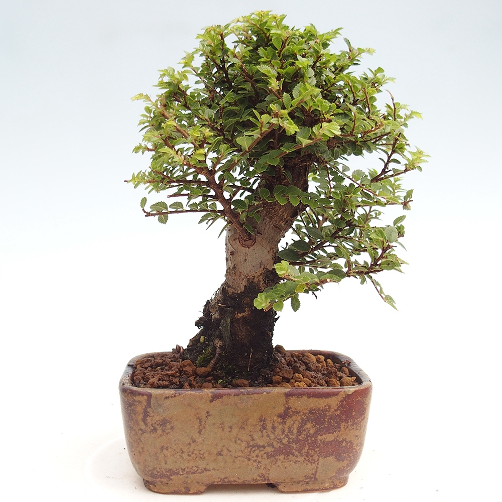 Bonsai im Freien - Ulmus parvifolia Hokkaido - Chinesische Ulme