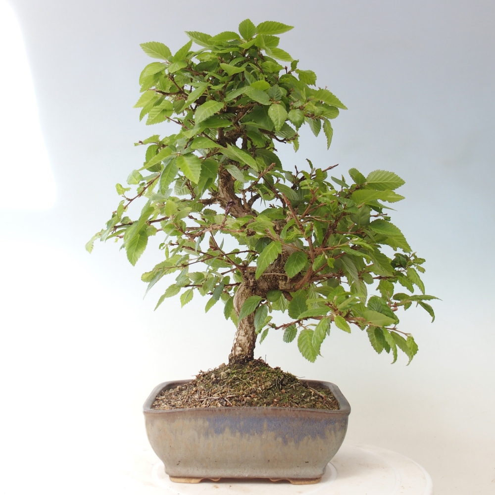 Bonsai für draußen -Carpinus CARPINOIDES - Koreanische Hainbuche