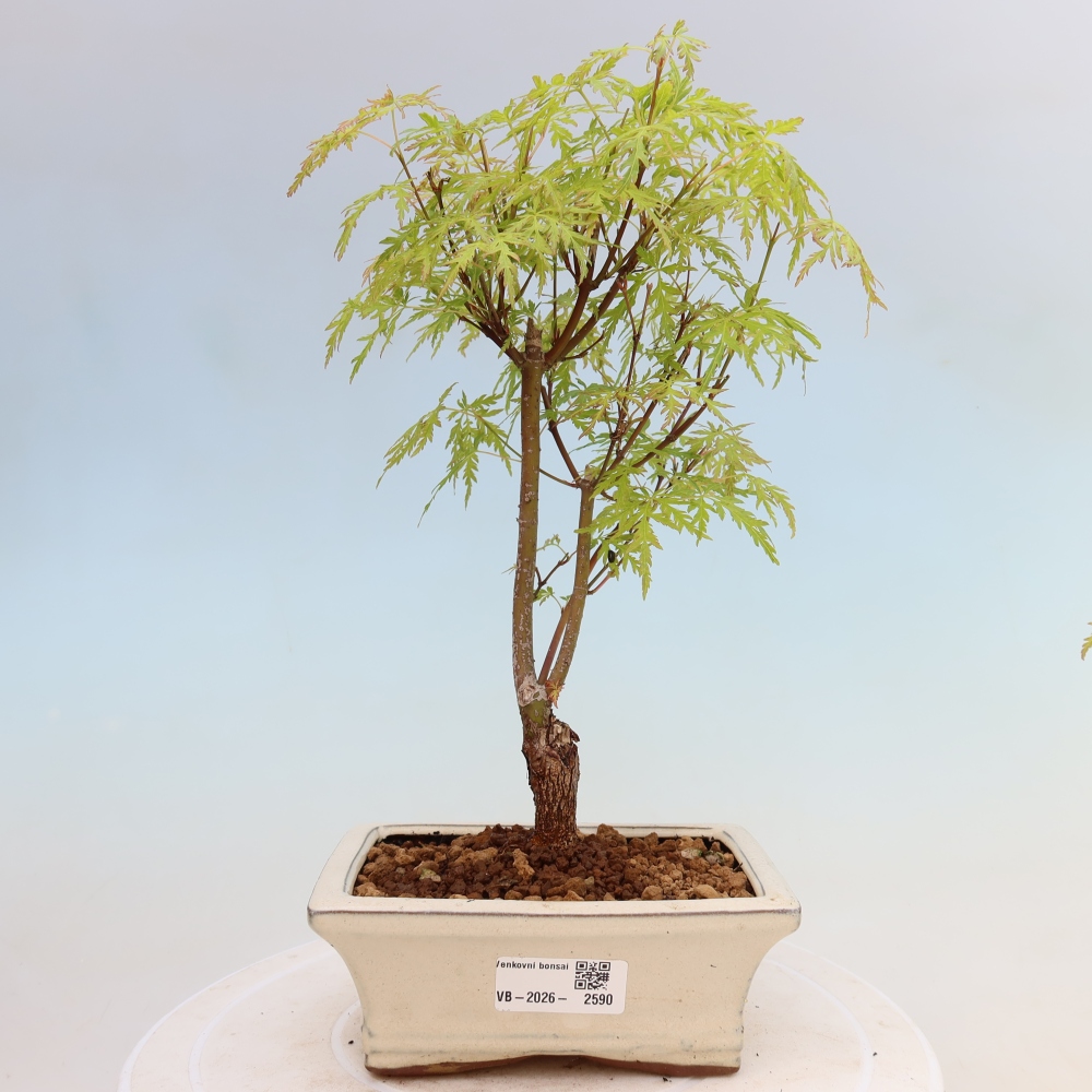 Bonsai für draußen - Acer palmatum Dissectum
