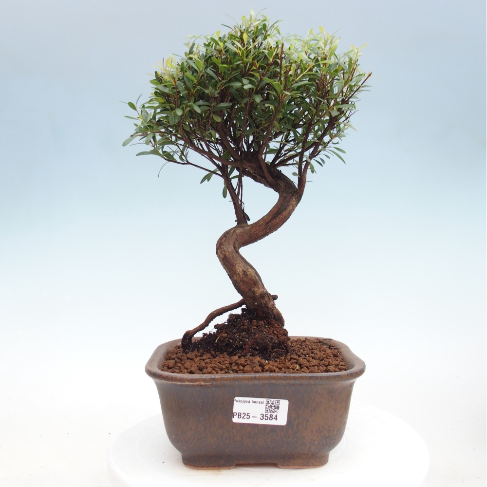 Zimmer Bonsai - Syzygium - Piment