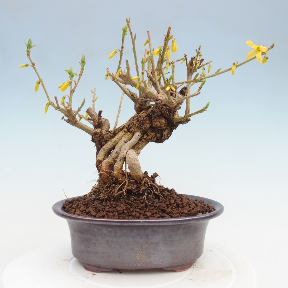 Bonsai für draußen - Zlatice - Forsythia koreana