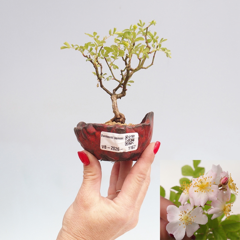 Bonsai für draußen - Rosa sp. - kleinblütige Rose