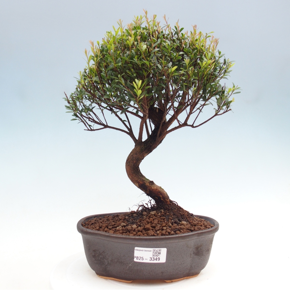 Zimmer Bonsai - Syzygium - Piment
