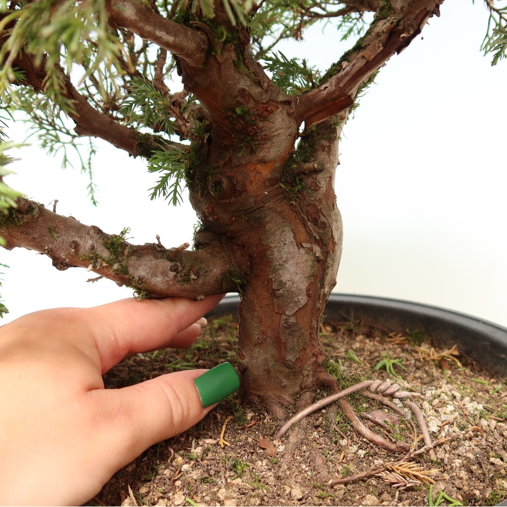 Bonsai für draußen - Juniperus chinensis Itoigawa-Juniperus chinensis