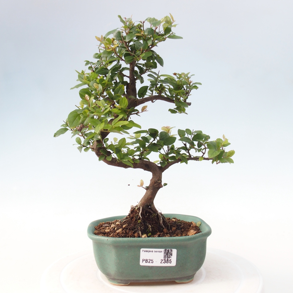 Zimmerbonsai - Sagerécie thea - Sagerécie thea