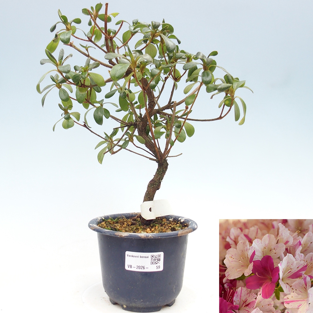 Bonsai für draußen - Japanische Azalee - Azalee Kaminoyamakirin