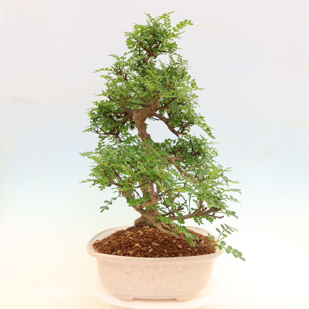 Zimmer Bonsai - Zantoxylum piperitum - Pfefferbaum