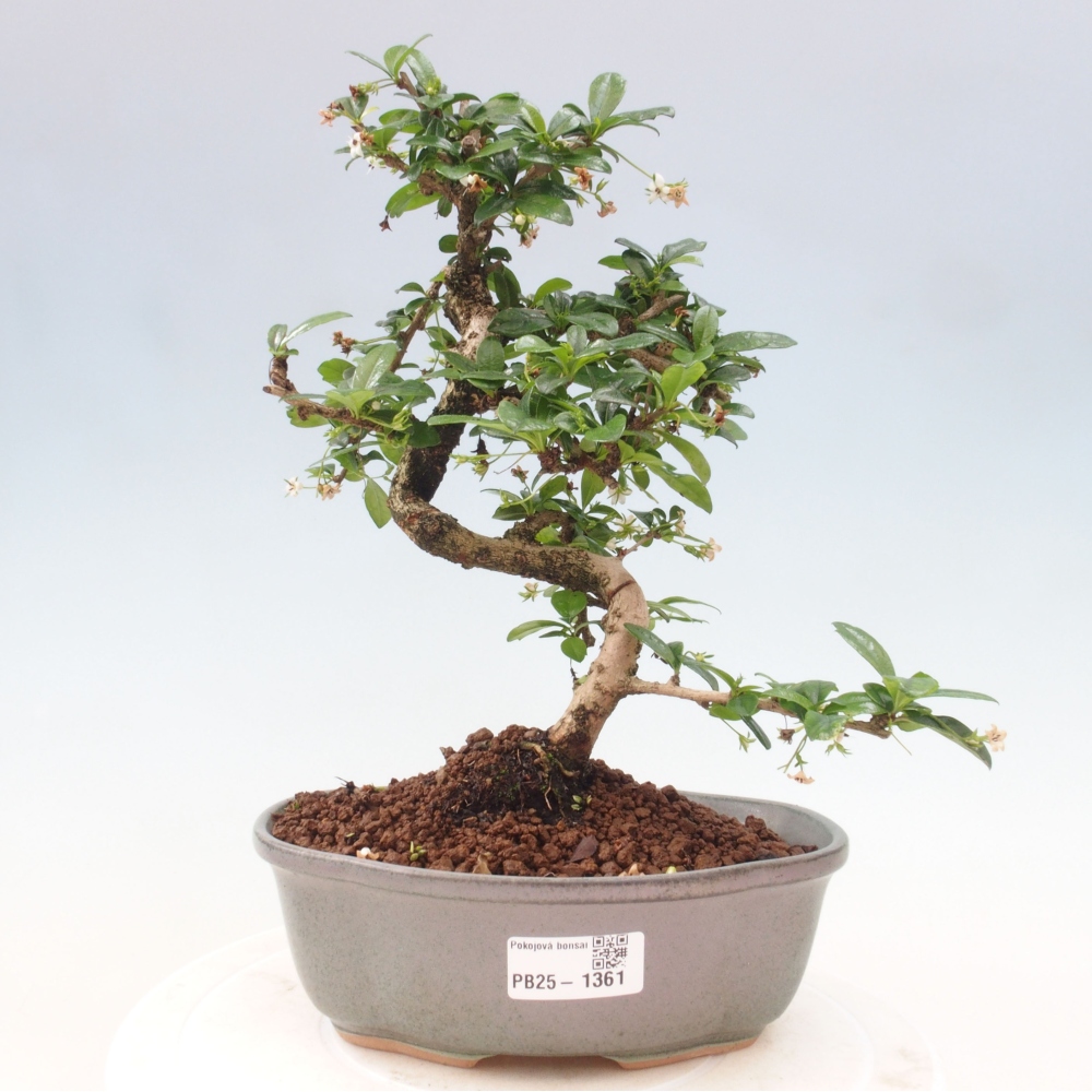 Zimmer Bonsai - Carmona macrophylla - Tea Fuki
