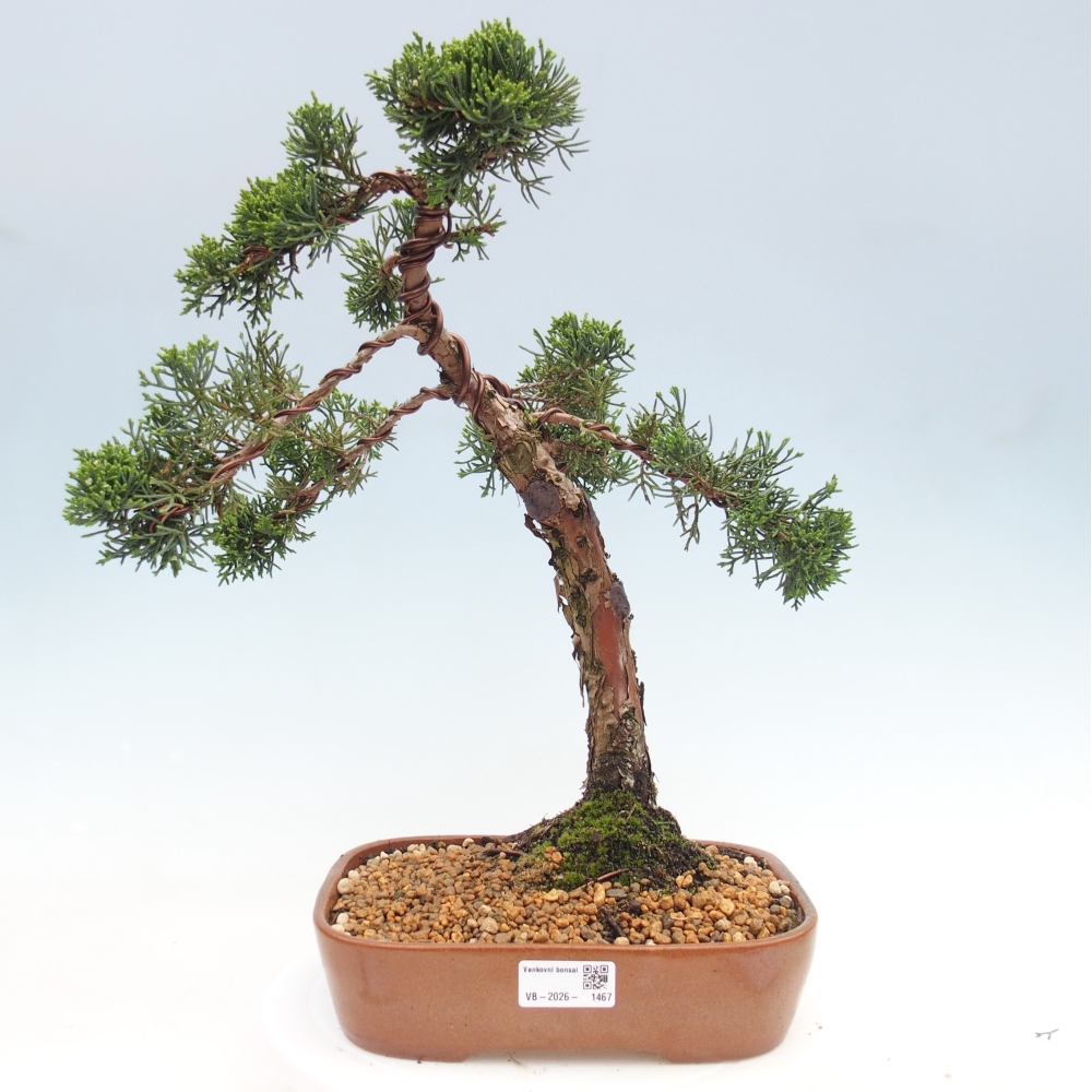 Bonsai für draußen - Juniperus chinensis Kishu