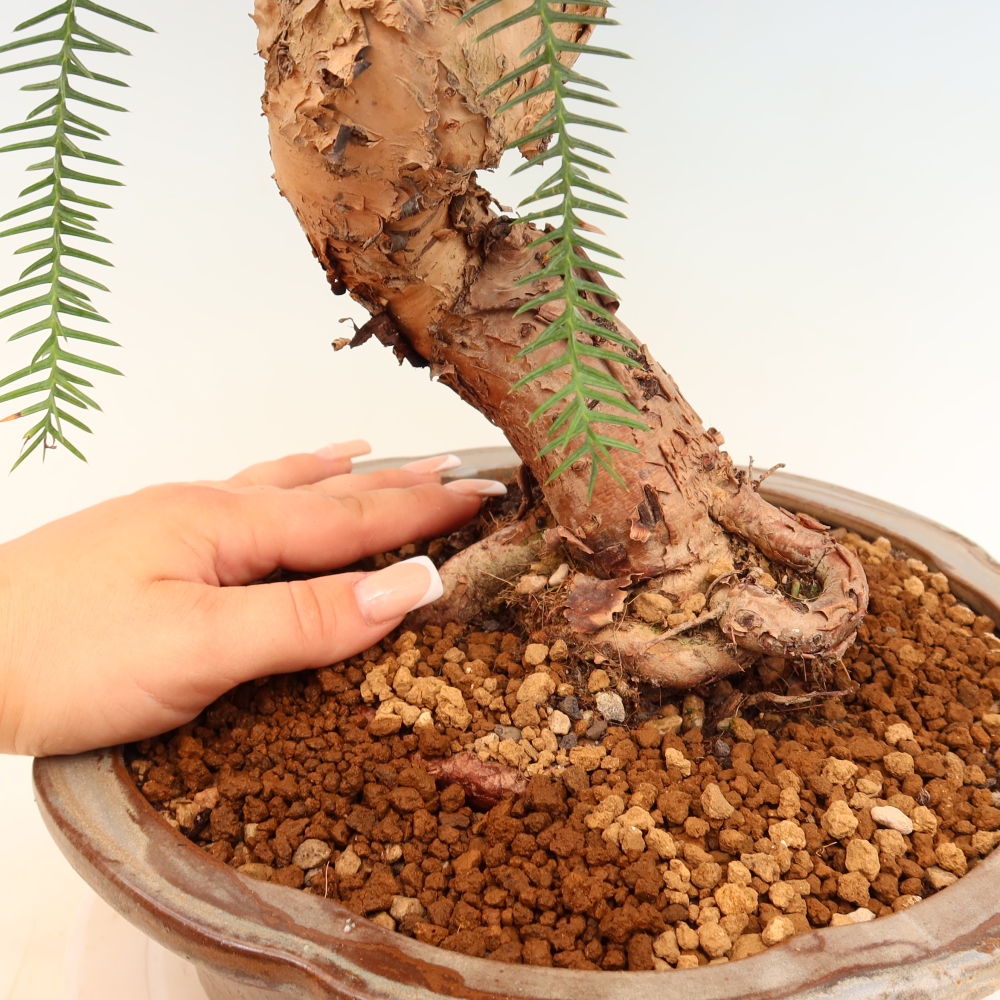 Zimmer Bonsai - Araucaria - Zimmer Fichte