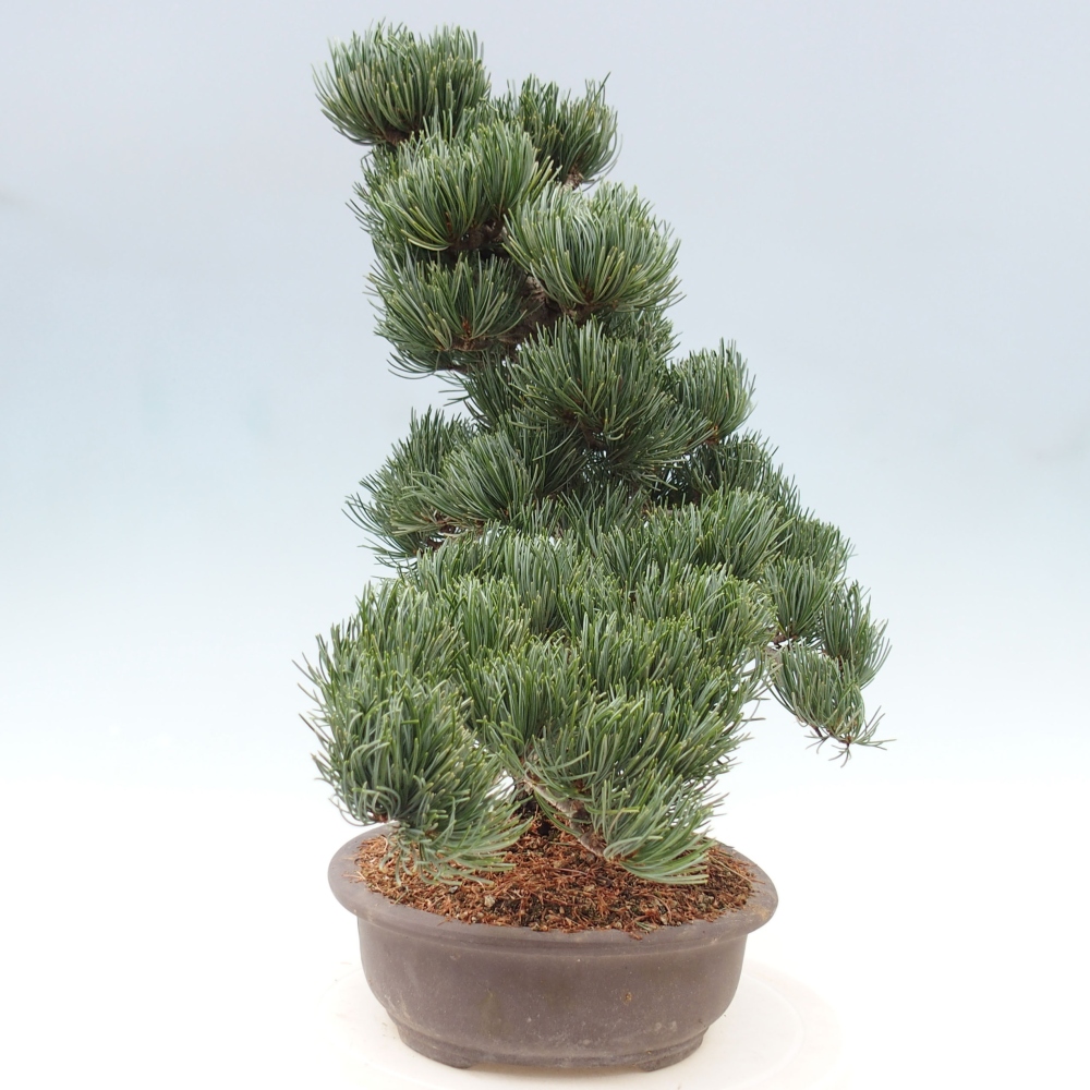 Bonsai im Freien - Pinus parviflora - kleine Kiefer