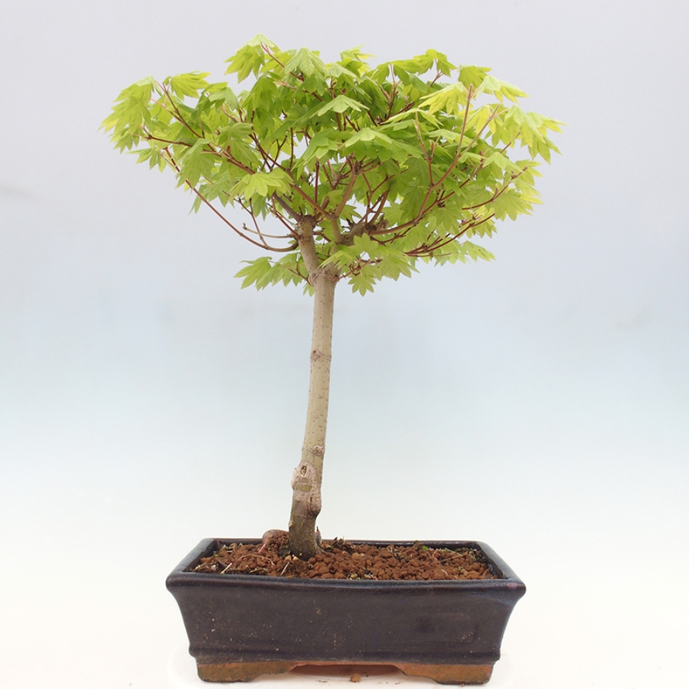 Bonsai im Freien - Ahorn palmatum katsura GISAN - Ahorn palmat