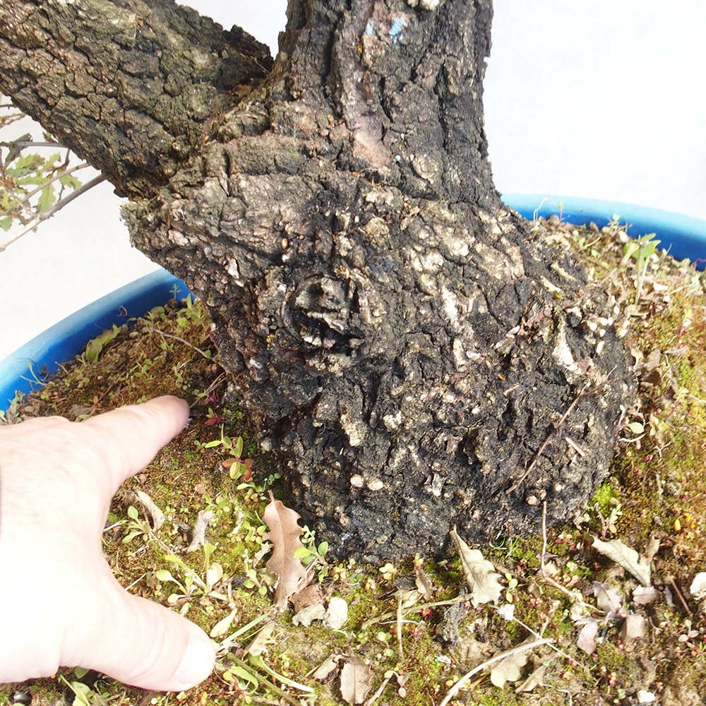 Freilandbonsai Quercus Cerris - Eiche Cer