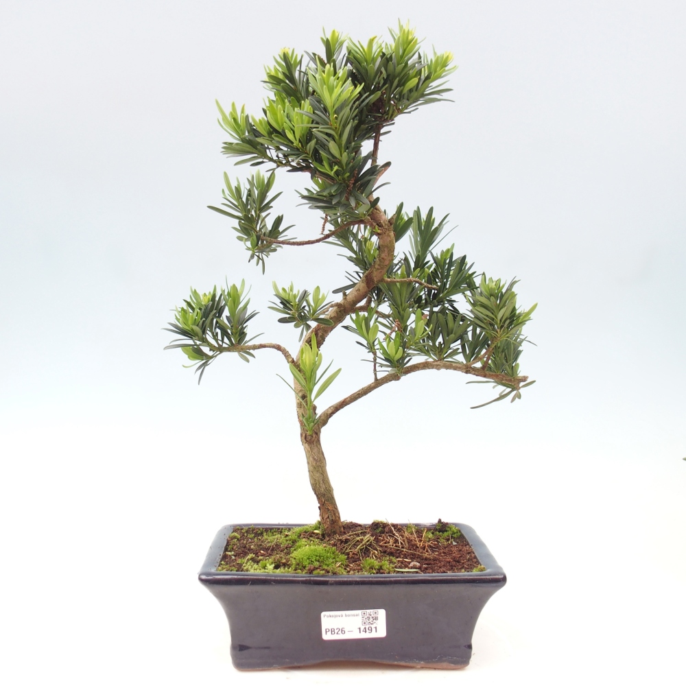 Zimmerbonsai - Podocarpus - Stein-Eibe