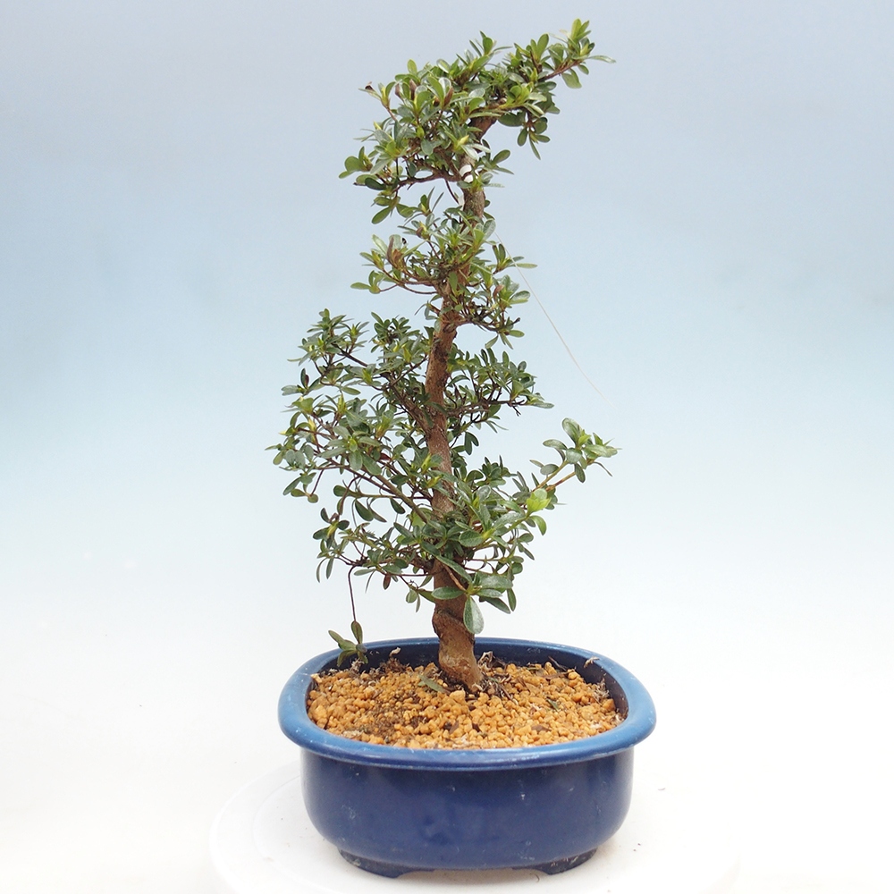 Bonsai für draußen - Japanische Azalee - Azalee Asahi-no-izumi