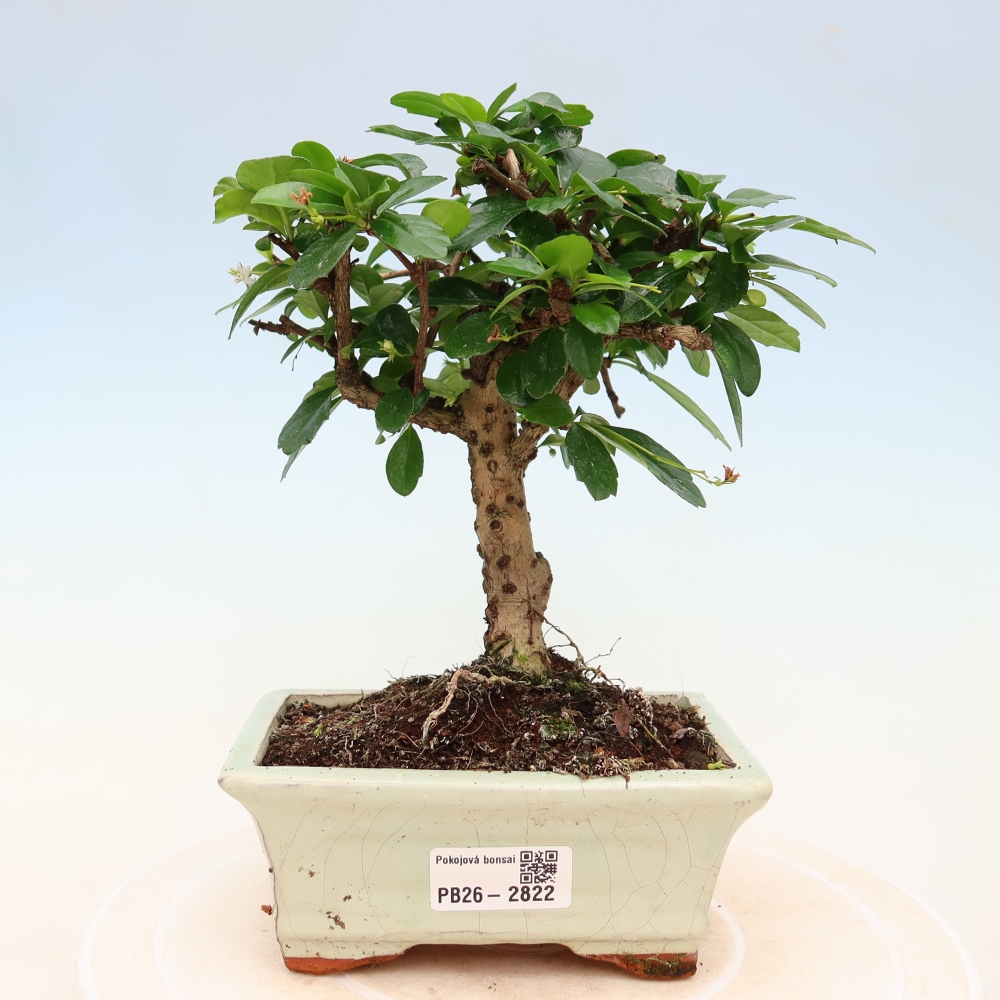 Zimmer-Bonsai - Carmona macrophylla - Tee-Fuki