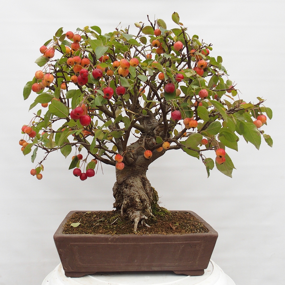 Bonsai im Freien - Malus halliana - Kleinfruchtiger Apfelbaum