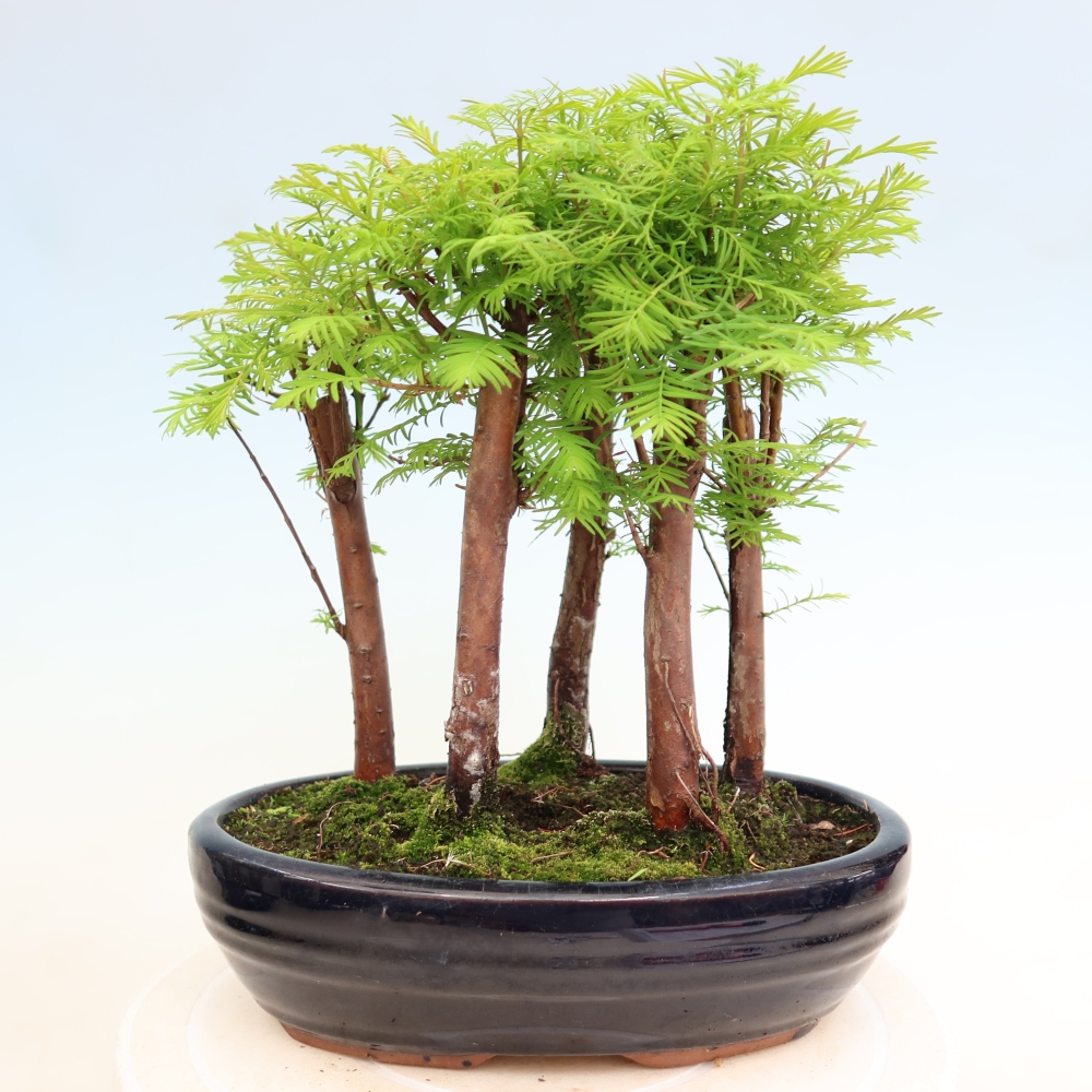 Bonsai für den Außenbereich – Metasequoia glyptostroboides – Chinesische Metasequoia – Wäldchen