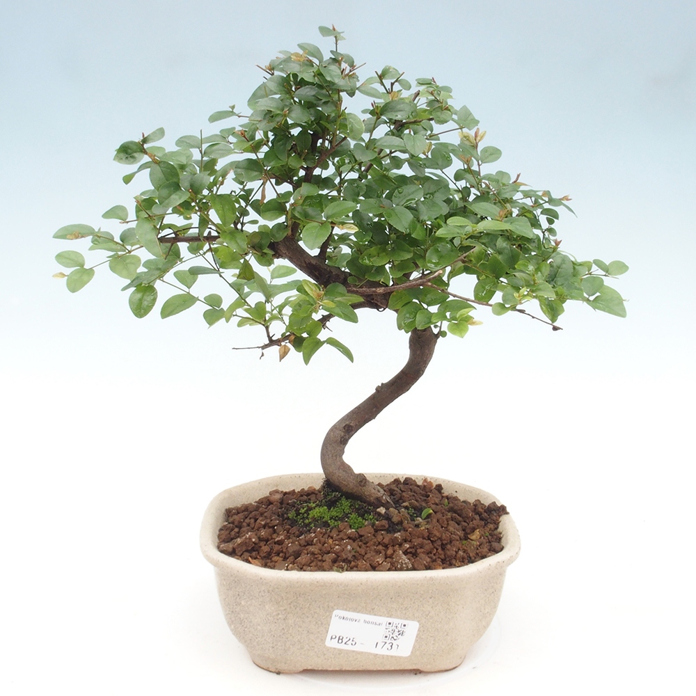 Innenbonsai - Sagerécie Thea - Sagerécie Thea