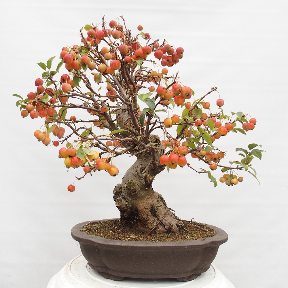 Bonsai im Freien - Malus halliana - Kleinfruchtiger Apfelbaum